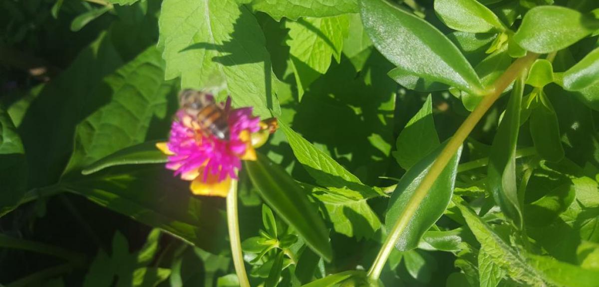 Abelha pousada em flor rosa com o fundo de folhas verdes